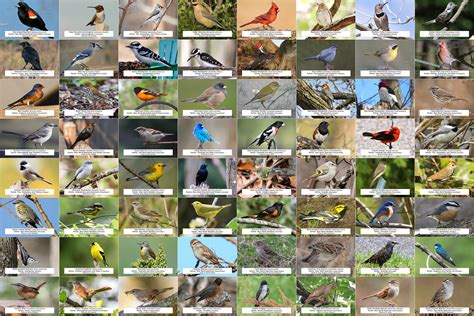 Indiana Bird Guide Backyard Birds 64 Photo Prints Size Etsy