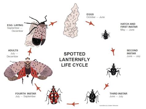 The Life Cycle of Spotted Lanternfly - Ken's Gardens