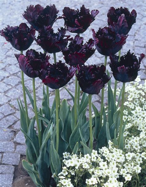 Bulbes De Tulipes Black Parrot La Gracieuse Tulipe Noire