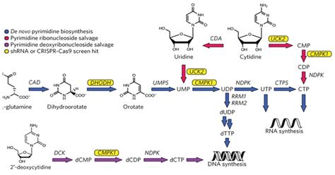 De Novo Pyrimidine Synthesis Steps Pathways Uses