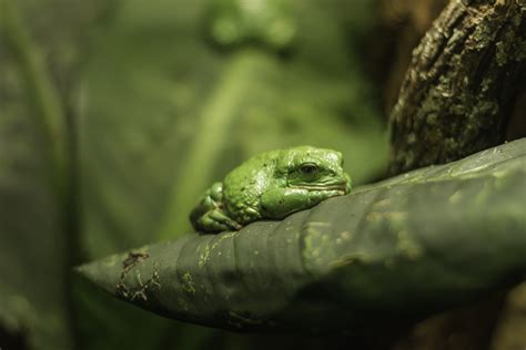 Free Images Nature Animal Cute Wildlife Green Small Reptile