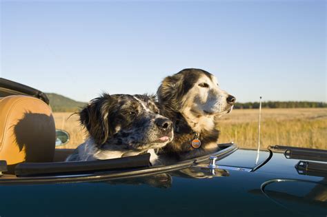Give your dog a unique name with rich meaning. Tips for Road Tripping With Your Dog