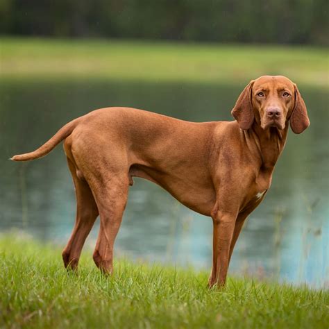 Lancaster Puppies Review - Must Read This Before Buying