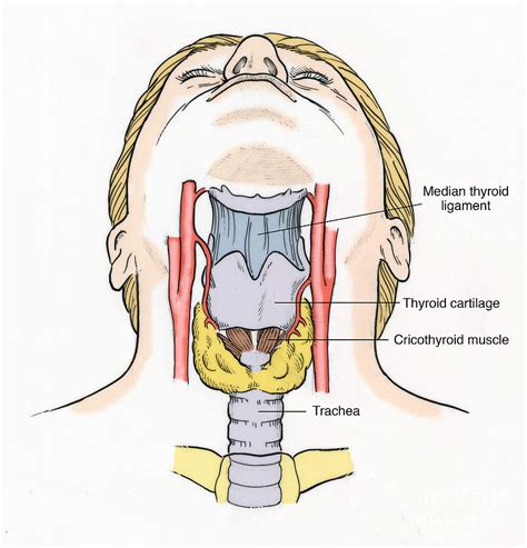 Explore the anatomy systems of the human body! Illustration Of Throat Anatomy Photograph by Science Source