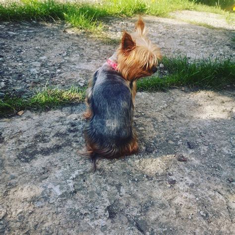 14 Fascinating Facts About The Yorkshire Terrier Page 2 Of 3 Petpress