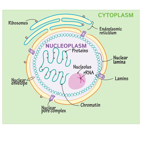 Cell Biology Glossary Nuclear Structure Draw It To Know It