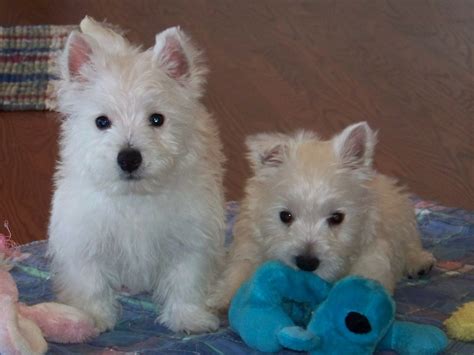 West Highland White Terrier Puppies For Sale Columbia Sc 295617