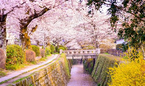 See Cherry Blossoms In Japan Best Sakura Viewing Spots 2019