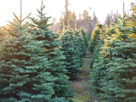 10 Christmas Tree Farms Where You Can Actually Get Married