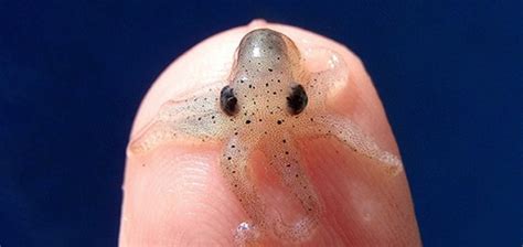 Top 173 Which Is The Smallest Water Animal