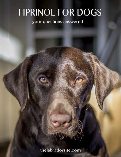 Frontline spray is the original form of the popular flea treatment and is licensed for use on cats and dogs. Fipronil For Dogs - Your Questions Answered - The Labrador ...