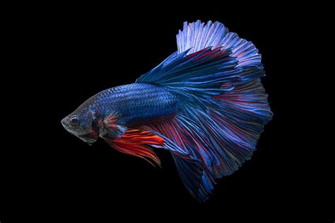 Hd Wallpaper Betta Fighting Fish Psychedelic Siamese Tropical