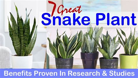 Adding snake plants will provide you with an added benefit of keeping interiors beautiful and healthy. 7 Great Snake Plant Benefits Proven In Research & Studies ...