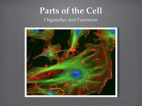 Sasic 6th Grade Adventures In Learning Cell Organelles Powerpoint