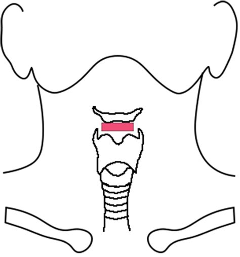High Resolution Laryngeal Us Imaging Technique Normal Anatomy And