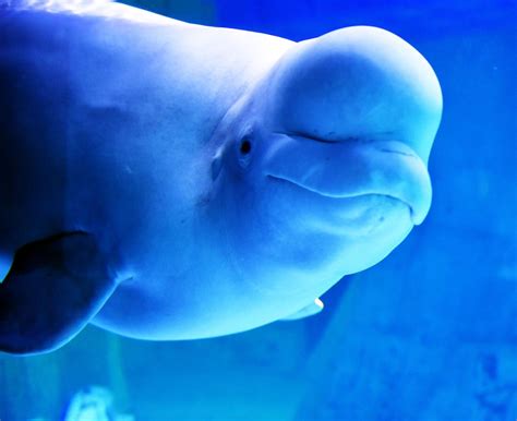Narwhals And Beluga Whales Have Just Joined The Menopause Club