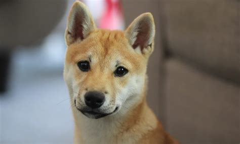 Shiba Inu Names For Your Little Furry Friends Pet Guide Reviews
