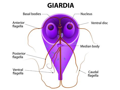 Giardia Urticaria