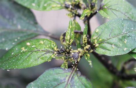 I've noticed ants around my pepper and melon plant leaves. Spot pests that negatively impact bell peppers - Produce ...