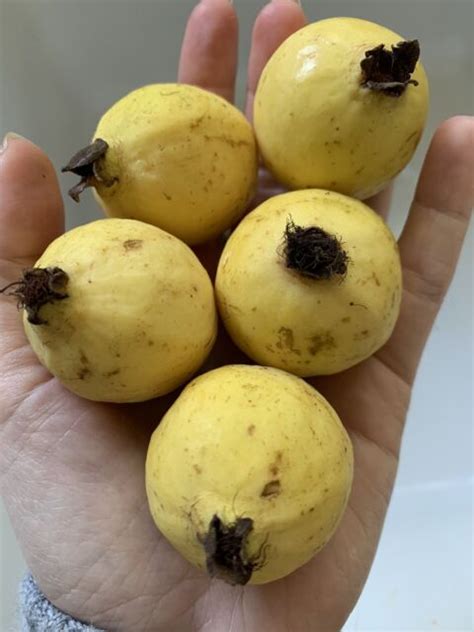 25 Pc Loquat Treechinese Plumseeds Sweet Juicy Large Fruit For Sale