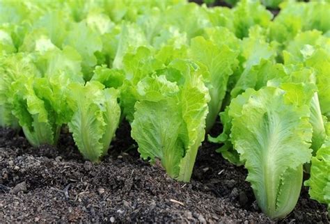 Lettuce grows best in full sun, though excessive heat can romaine and butterhead lettuce can be harvested in about 60 to 70 days from planting. How to harvest romaine lettuce - Quora