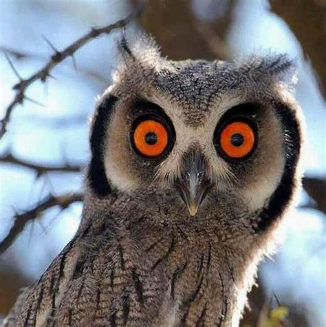 Owl Beautiful Owl Scops Owl Owl