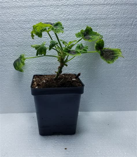 Geranium Chocolate Peppermint Plant Pelargonium Tomentosum Ships