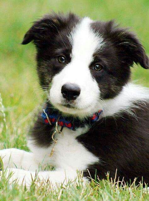 Cute And Adorable ️ Dog Breeds Border Collie Puppies Collie Puppies