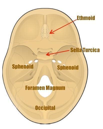 Sella Turcica Is A Band Connecting Cerebral Hemispheresb Foramen Of