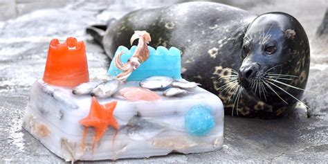 How to Care for Harbor Seals | Smithsonian's National Zoo