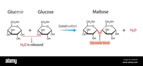 Maltose Formation Glycosidic Bond Formation From Two Molecules Of