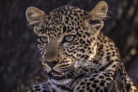 Jade Eyed Leopard Kicks Off Nat Geo Wilds 10th Big Cat Week Video