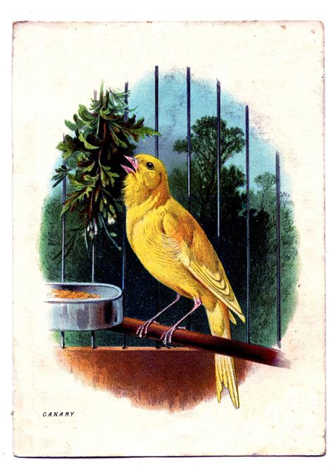Vintage Clip Art Sweet Canary In Cage The Graphics Fairy