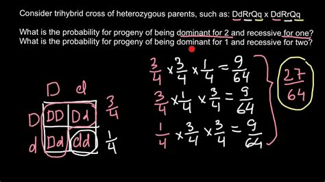 Why are punnett squares useful in genetics?. How to solve genetics probability problems - YouTube