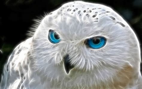 Snowy Owl With Blue Eyes Owls Pinterest White Owls Eyes And