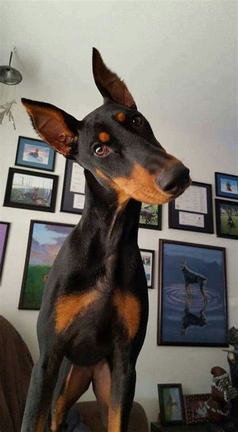 16 Reasons Dobermans Are Not The Friendly Dogs Everyone Says They Are