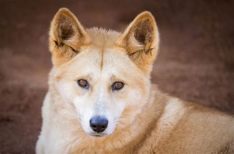 Dingoes Could Help Solve Australias Extinction Crisis