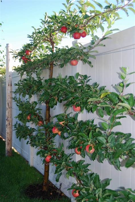 Several buds left on the cut branch grow, making denser, more compact foliage on more branches. Espaliered | Garden trees, Plants, Espalier fruit trees