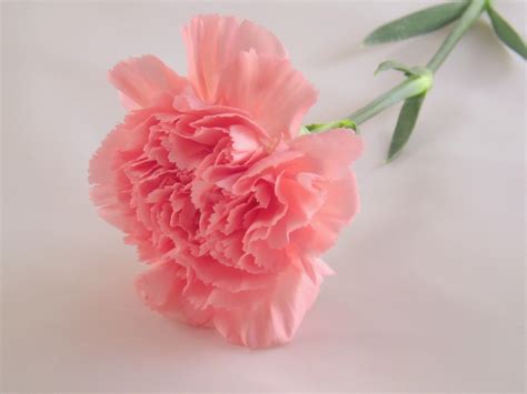 Pink Carnation Pink Color Photo 34691882 Fanpop