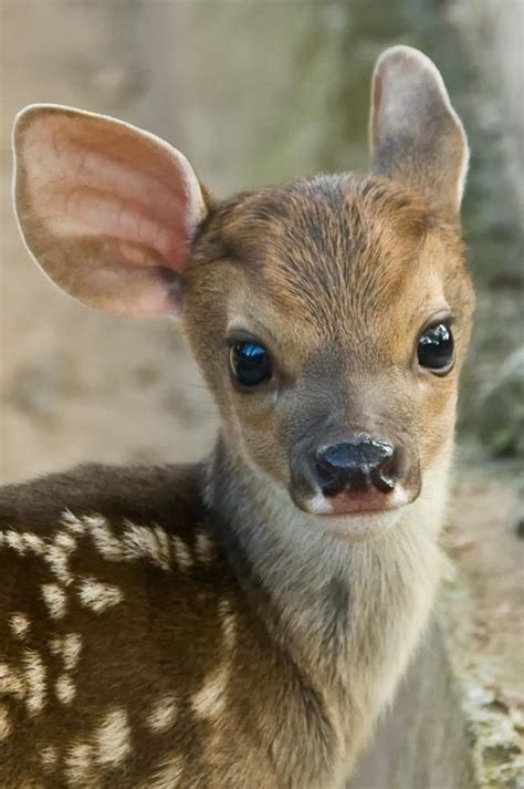 Crista Forests Animals And Art Cutest Deer Picture Ever