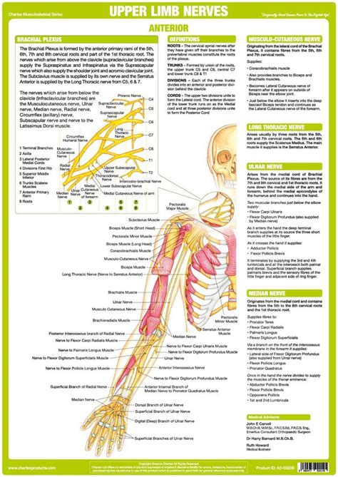 Nervous System Upper Limbs Poster Anterior Nervous System Anatomy
