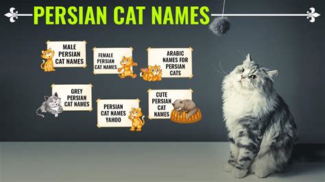 Get an answer for 'what is the scientific name for a cat?' and find homework help for other science questions at enotes. Persian Cat Names - 150+ Unique And Gorgeous Names With ...