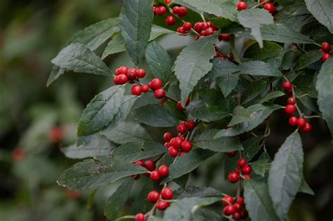 How To Grow And Care For Winterberry Holly