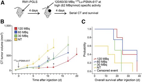 Establishing 177lu Psma 617 Radioligand Therapy In A Syngeneic Model Of