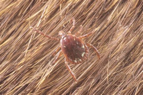 Lyme Disease Ticks Photo Gallery