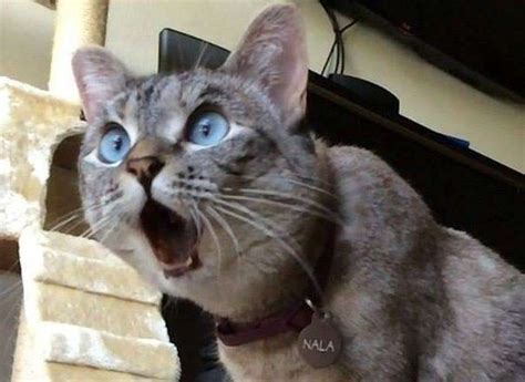 Surprised Cat Funny Cat Faces Cute Cats Funny Animals
