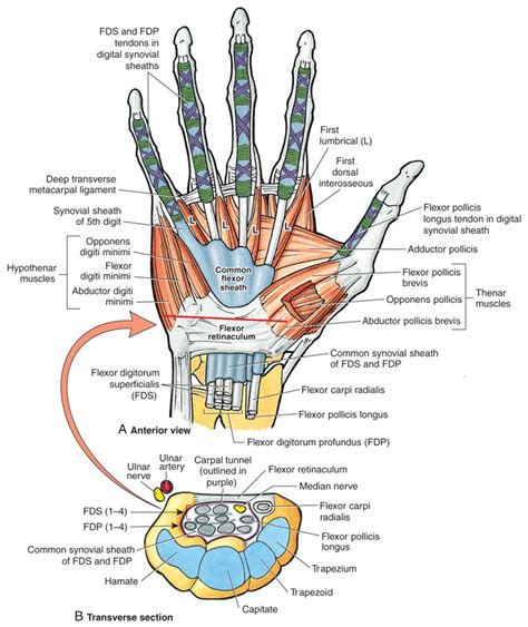 • disruption of terminal extensor tendon distal to or at the dip joint of the fingers and ip joint of the thumb (epl) • mallet finger. Ligaments - Well Practiced Pitching Motion