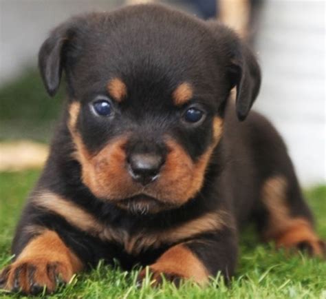 Puppies are 8 weeks old. Dora is a Female Rottweiler puppy for sale at PuppySpot ...
