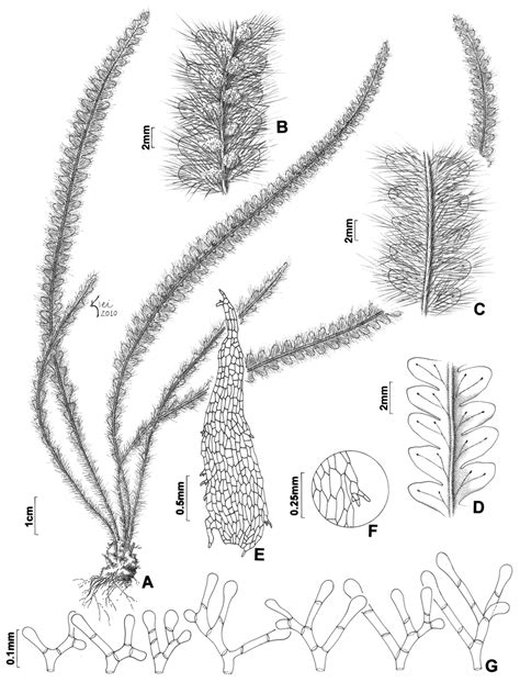 Moranopteris Aphelolepis A Habit B Fertile Segments Showing Sori