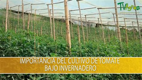 Importancia Del Cultivo De Tomate Bajo Invernadero Tvagro Por Juan